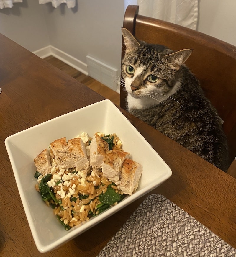 jeffrey with chicken and orzo with feta and spinach